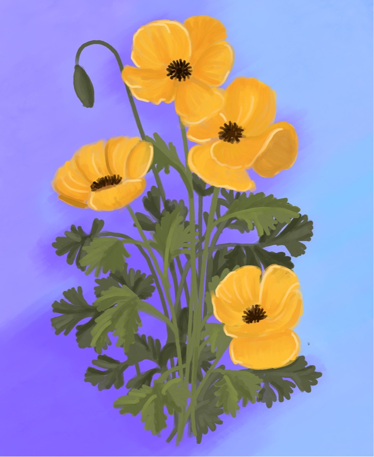 Painting of yellow Icelandic poppies with feathery green leaves against a violet-blue background